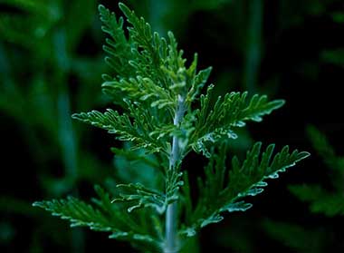 Artemisia