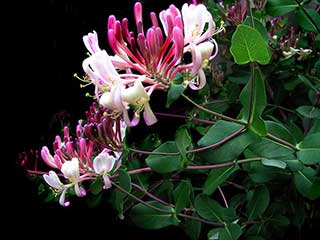 caprifoglio fiore