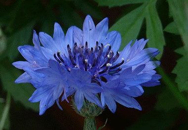fiordaliso azzurro jpg