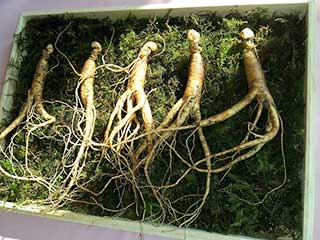 ginseng contro stanchezza e debolezza