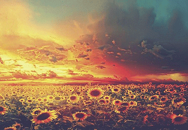 girasole jpg