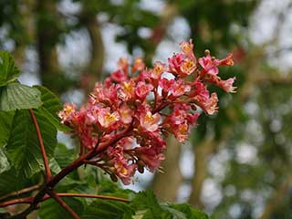 ippocastano fiore
