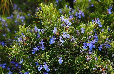 rosmarinus officinalis 