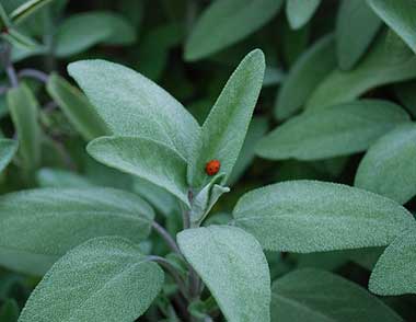 salvia 1 per web