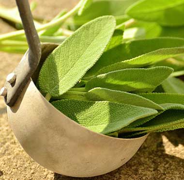 salvia per web