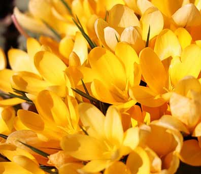 colore giallo per web