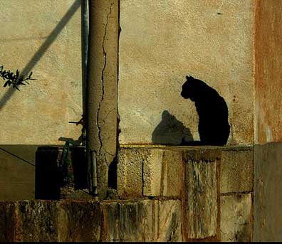 gatto per web