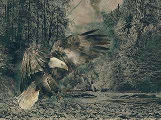 aquila la regina degli uccelli