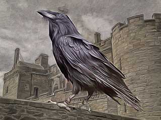 corvo uccello del malaugurio