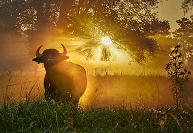 toro