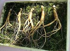 ginseng contro stanchezza e debolezza