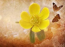 potentilla erba delle streghe