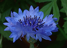 fiordaliso azzurro jpg