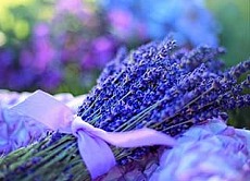 lavandula officinalis
