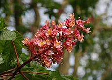 ippocastano fiore