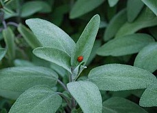 salvia 1 per web