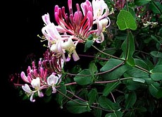 caprifoglio fiore