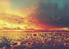 girasole jpg