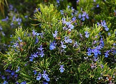 rosmarinus officinalis