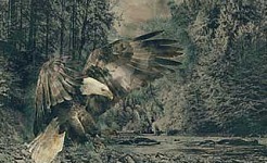 aquila la regina degli uccelli