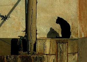 gatto per web
