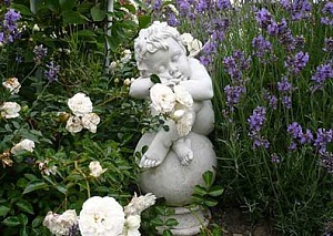 cherubino 3 per web