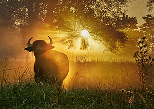 toro